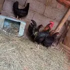 ديك وخمس دجاج