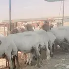 حلاق غنم نعيمي مكنيه