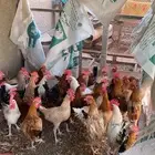 دجاج
