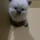 قطو ذكر للبيع