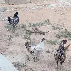 طقم حباحب  كويتي وجبنيز
