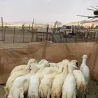 طليان  رفيدي  مهجن مع حري