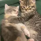 قط ذكر للبيع