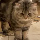 قطط