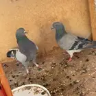 حمام