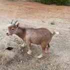 للبيع تيس قزم