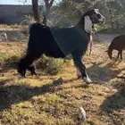 تيوس بلديه شرط من كل شي وعلى مرعى وظهورها مقفله