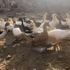 بط بكيني وشرشري