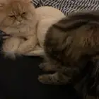 قطط عائليه