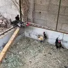 للبيع دجاج بلدي بياض   دياكه   صوص