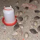 سمان للبيع