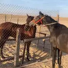 حصان شعبي للبيع