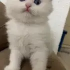 قطط شيرازي للبيع