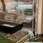 رفه لفندقة الطيور  .