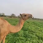 بعير للبيع