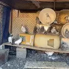 حمام بكستاني