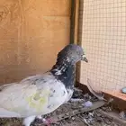 حمام