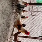 للبيع دجاج بلدي حجاب