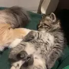 قط شيرازي ذكر للبيع