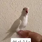 كروان البينو هدد داخلي وخارجي