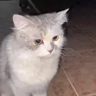 قطه ضايعه الي له يتواصل خاص
