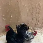 ديك قزمي