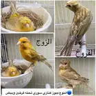كناري