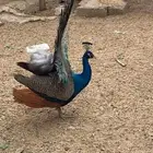 طاووس