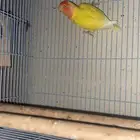 اعرض لكم طيور روز و بادجي