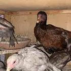 دجاج بكستاني