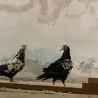 جوزين حمام جوز بكستاني وجوز قطايف