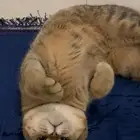 قط سكوتش تزاوج