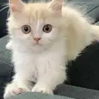 قط بيرشن