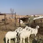 طليان  حريات  واثنين من  مهجن  مع سوكن