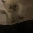 قطه من ام بريطانيه واب شيرازي