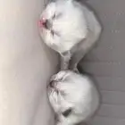 قطط همالايا