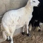 حريه سمين حايل