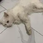 قطوه تبني ذكر