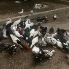 بط منوع للبيع جمله 25 جوز