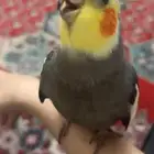 واحد كراون أليف اثنين طيور الحب بيع كلها مع بعض 280  فقط