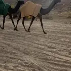 بكار مزاين فوق البداوه
