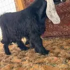 للبيع 3 جذعان نوادر جروم