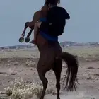 حصان شعبي كفو
