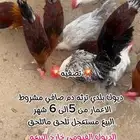 للبيع ديوك بلدي