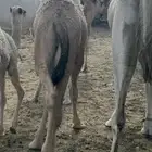 حشوان للبيع