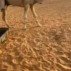 قعود اوضح جذع