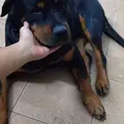 I have a girl rottweiler. I need a boy for breeding