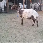 نعيميه طيبه دافع شرط باذن الله وفيها 2 ماشاء الله