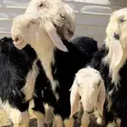 طليان نجد خصم مشاريع