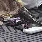 عصفور كروان للبيع بي 150